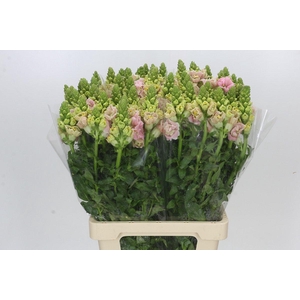Antirrhinum majus Holly Double Pink