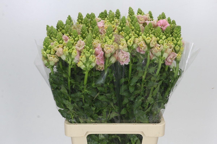 <h4>Antirrhinum majus Holly Double Pink</h4>