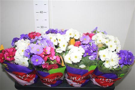 <h4>Prim Ob Sweetkis Sen</h4>