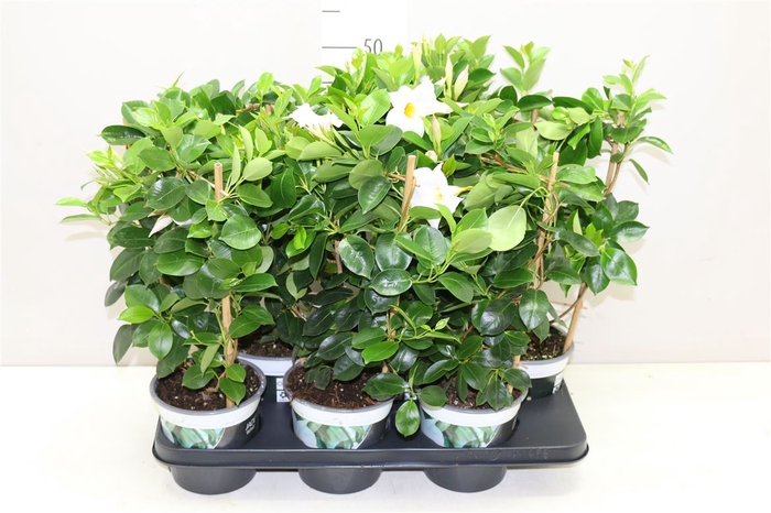 <h4>Mandevilla Di Jade White Op Rek</h4>