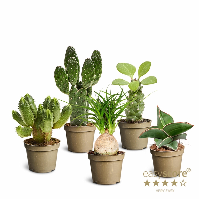 MIX COLLI P6 SCULPTURE MIX