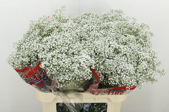 <h4>Gyps Pa Million Star</h4>