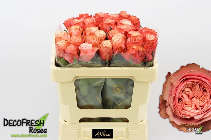 <h4>R Gr Kahala</h4>