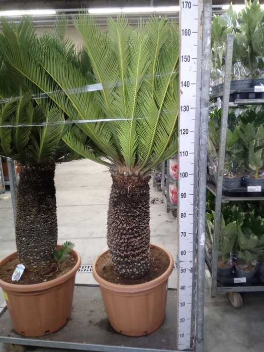 <h4>Cycas revoluta</h4>