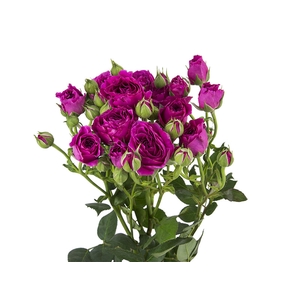 ROSA SPRAY HOT MAJOLIKA 060 CM