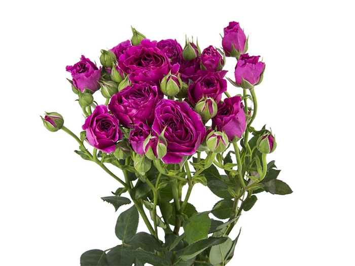 <h4>ROSA SPRAY HOT MAJOLIKA 060 CM</h4>
