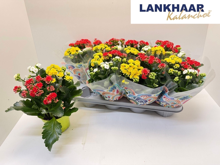 <h4>KAL GE GEM I POT</h4>