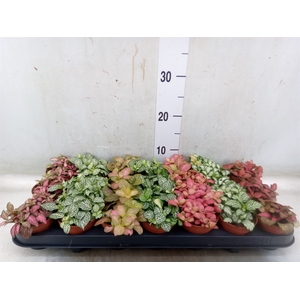 Fittonia   ...mix 7