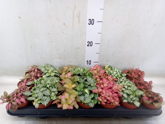 <h4>Fittonia   ...mix 7</h4>