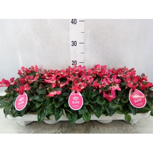 Cyclamen KL 'Djix'