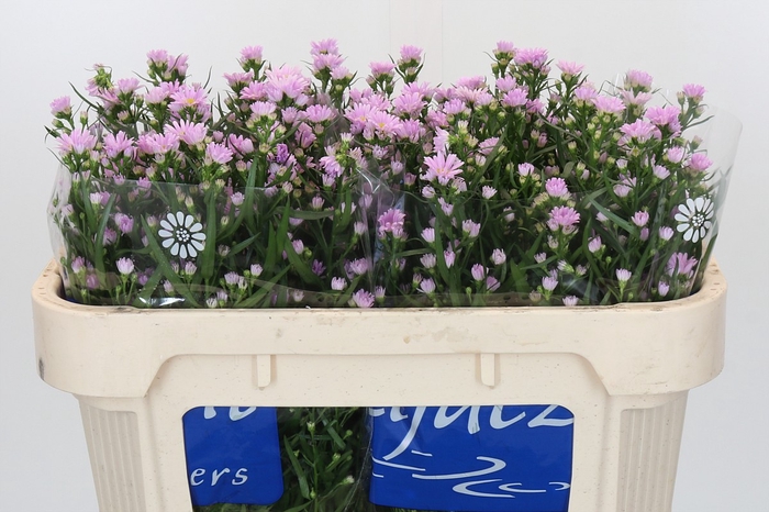 <h4>Aster Claudia</h4>