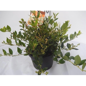 Gaulnettya w. 'Jingle Bells'