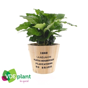 Coffea in Nairobi pot