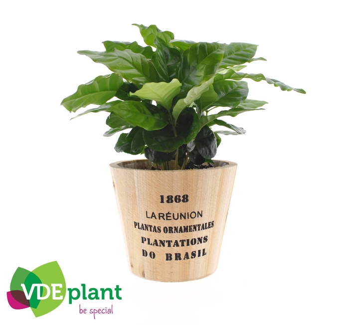 <h4>Coffea in Nairobi pot</h4>