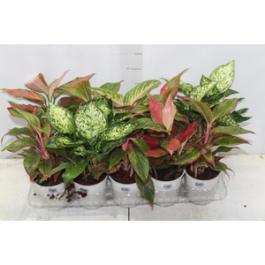 AGLAONEMA VARIADA P12