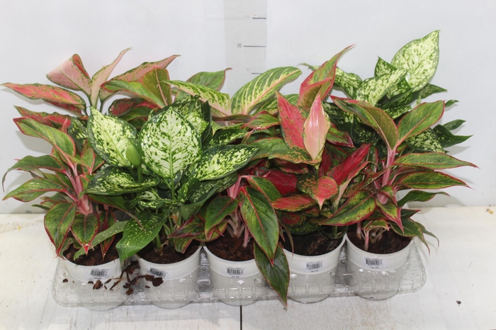 <h4>AGLAONEMA VARIADA P12</h4>
