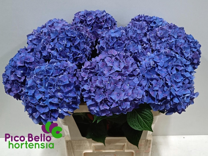 <h4>HYDR M CH RODEO PA</h4>