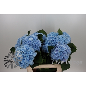 Hydrangea verena blue