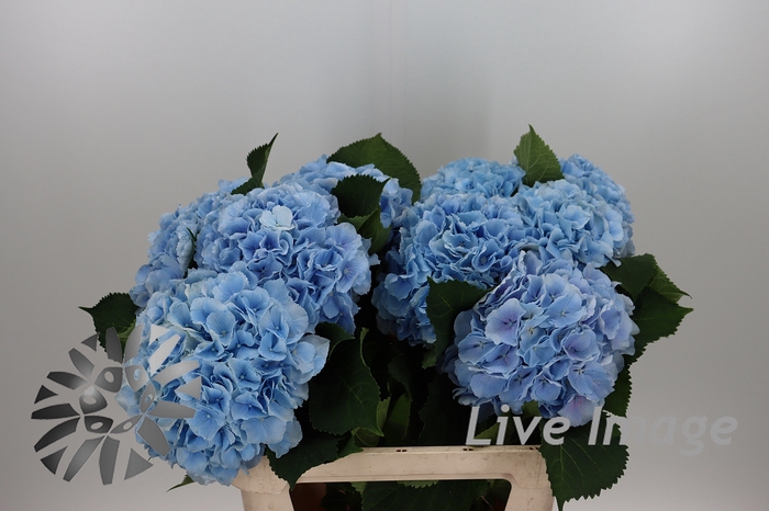 <h4>Hydrangea verena blue</h4>