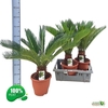 arr8 Cycas Revoluta