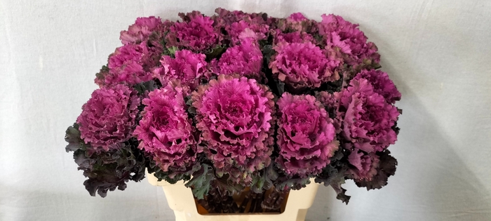 <h4>BRASS FIRST LADY</h4>