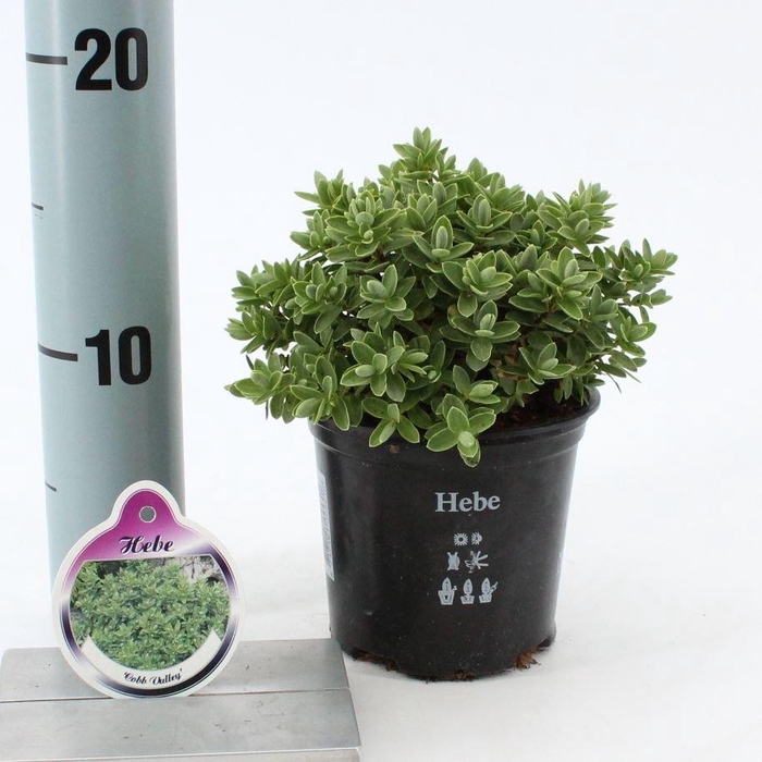 <h4>Hebe overig groen</h4>