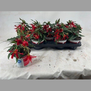 BEGONIA BEAVILLIA RED