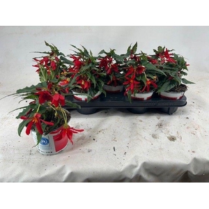 Begonia Beavillia Red
