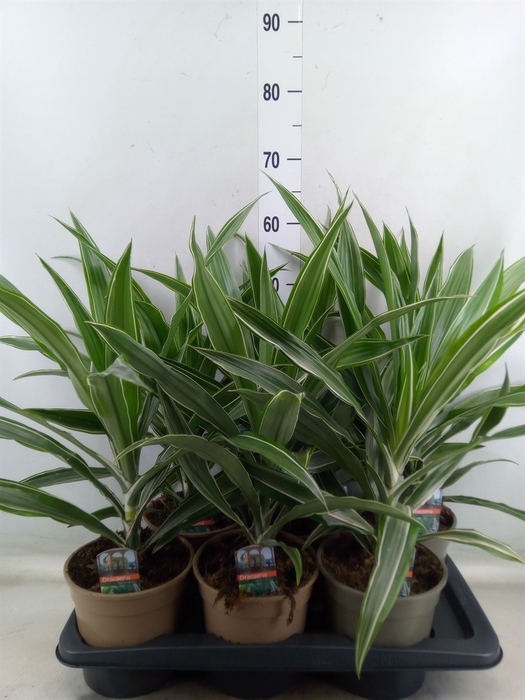 <h4>Dracaena fr de 'Warneckei'</h4>
