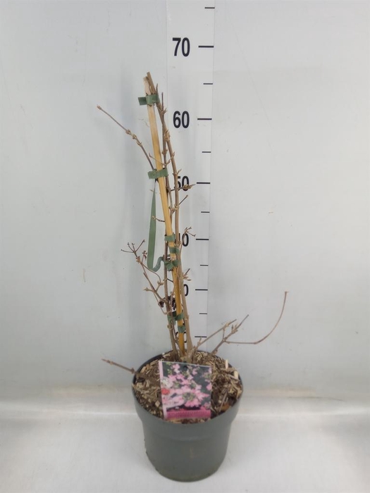 <h4>Viburnum plicatum</h4>