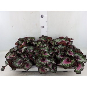 Begonia BD 'Purple Blush'