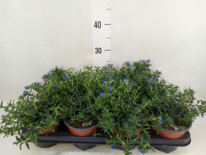 <h4>Glandora diffusa</h4>