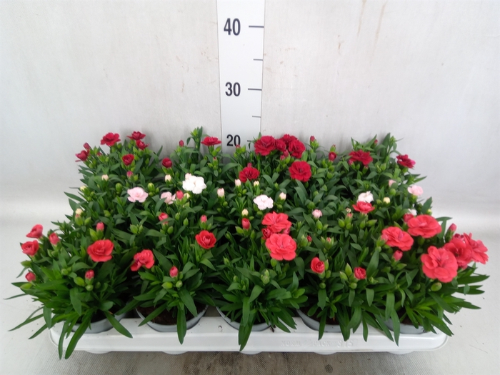 <h4>Dianthus   ...mix</h4>