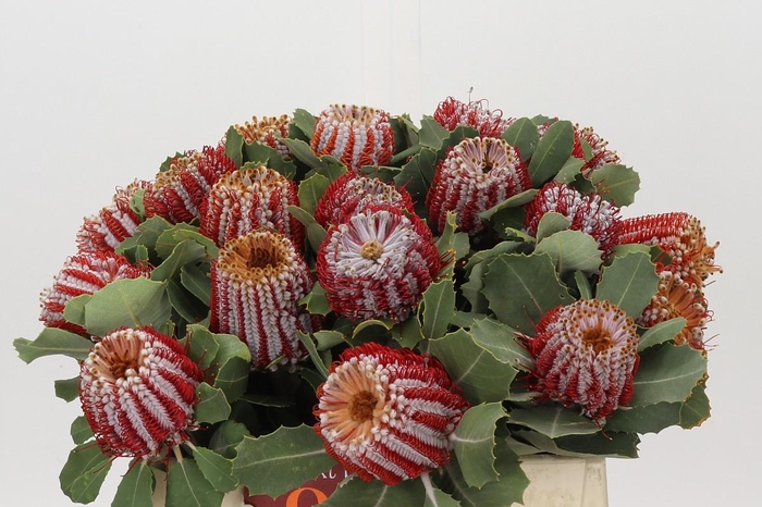 <h4>Banksia Coccinea</h4>