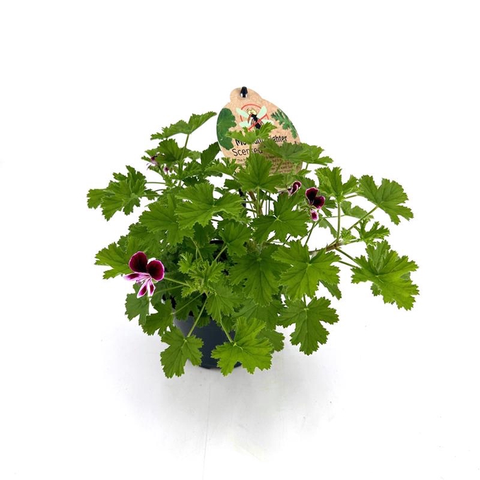 <h4>PELARGONIUM GRAVEOLENS P12 MOSKITOAWAY</h4>