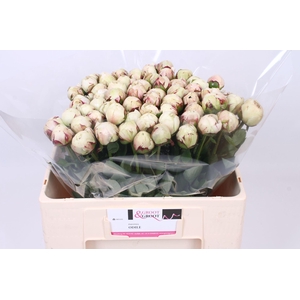 Paeonia Odile