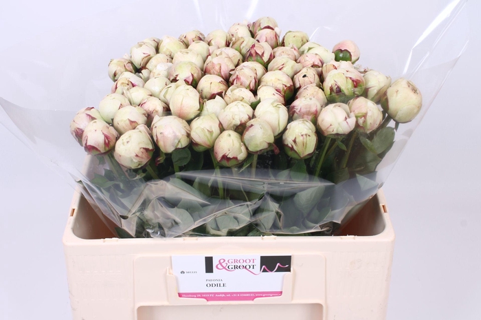 <h4>Paeonia Odile</h4>