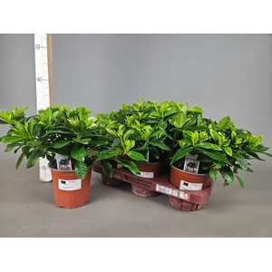 GARDENIA JASMINOIDES