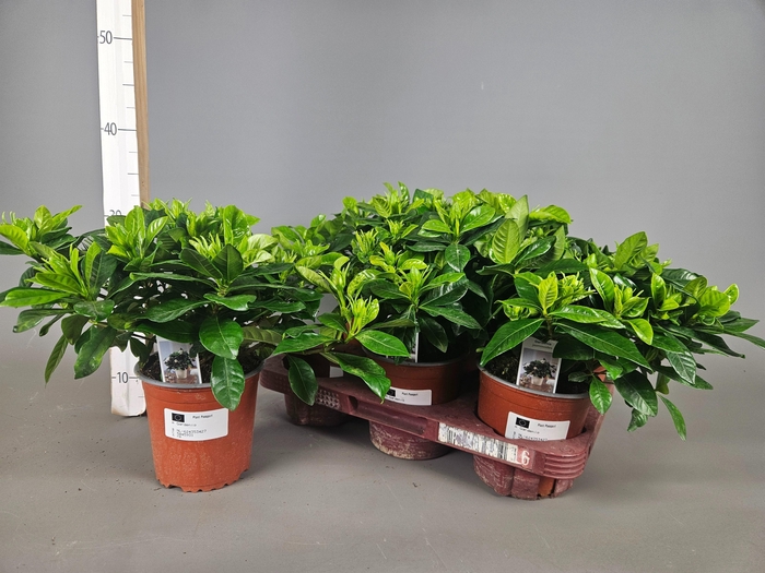 <h4>GARDENIA JASMINOIDES</h4>
