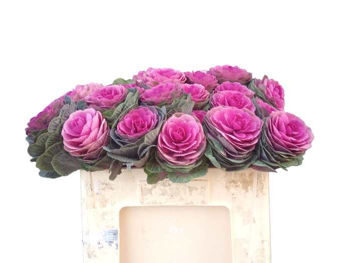 <h4>BRASS RED CRANE</h4>