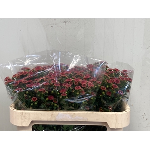 CHR S CALIMERO SALMO