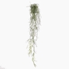 Pencil Cactus Plant in Pot Green PP550059GRN