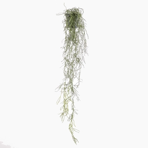 Pencil Cactus Plant in Pot Green PP550059GRN