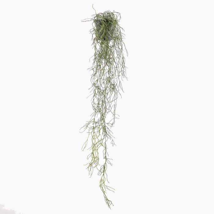 Pencil Cactus Plant in Pot Green PP550059GRN