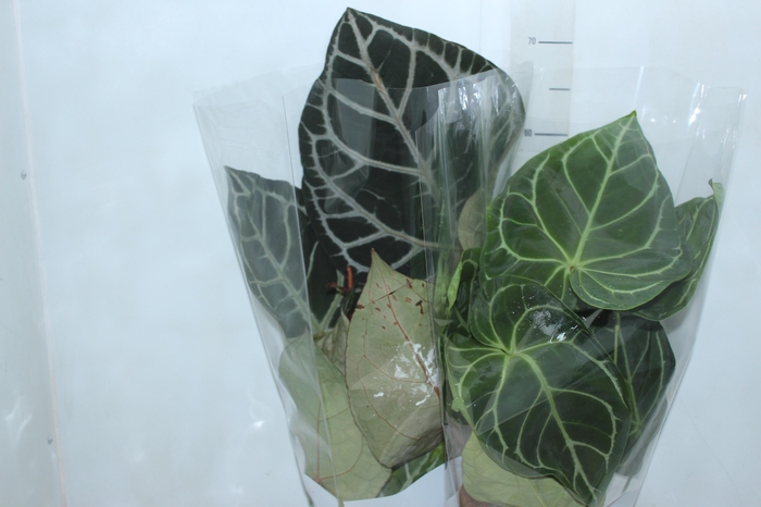 <h4>ANTHURIUM CRYSTALLINUM P17</h4>