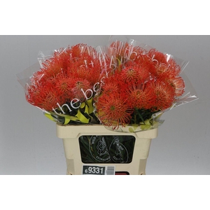Leucospermum Succession