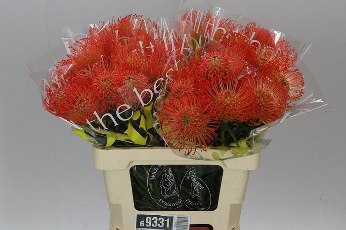 <h4>Leucospermum Succession</h4>