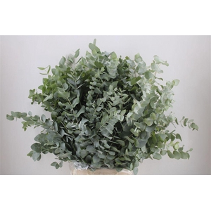 Euca Cinerea 300gr P Bunch