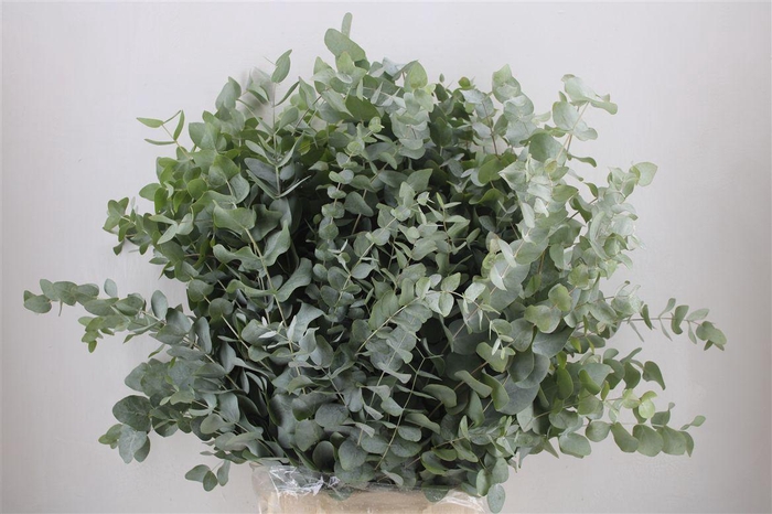 <h4>Euca Cinerea 300gr P Bunch</h4>