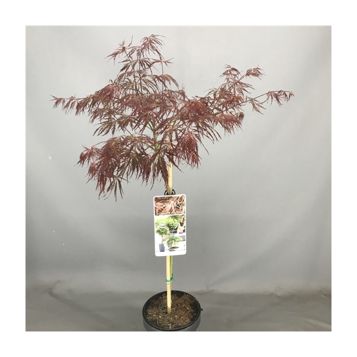 <h4>Acer palm. 'Inabe-shidare' C3</h4>